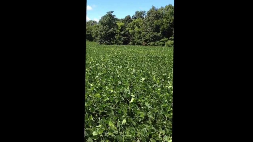 Base-Camp-Leasing-31-Acres-Fayette-County-IL