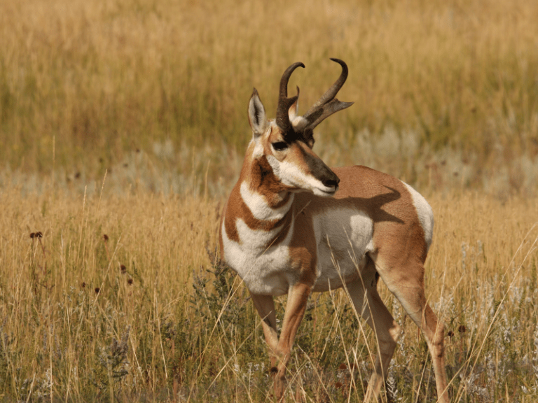 North Dakota Hunting With a Lease Base Camp Leasing