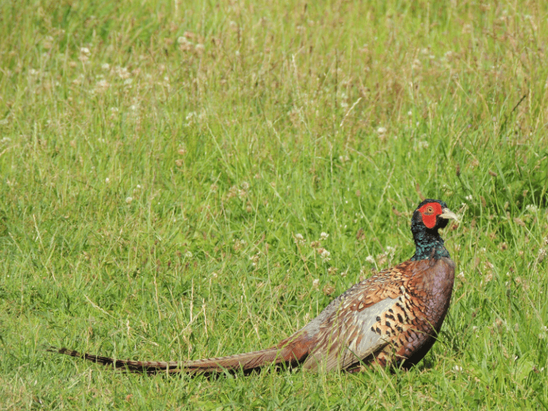North Dakota Hunting With a Lease Base Camp Leasing