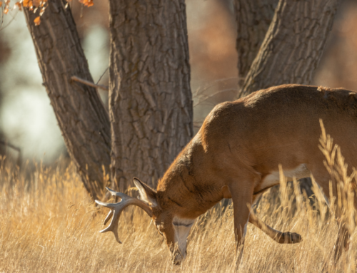 Beat The Crowds | Dealing with Whitetail Hunting Pressure