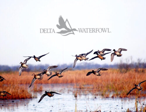 Supporting Delta Waterfowl