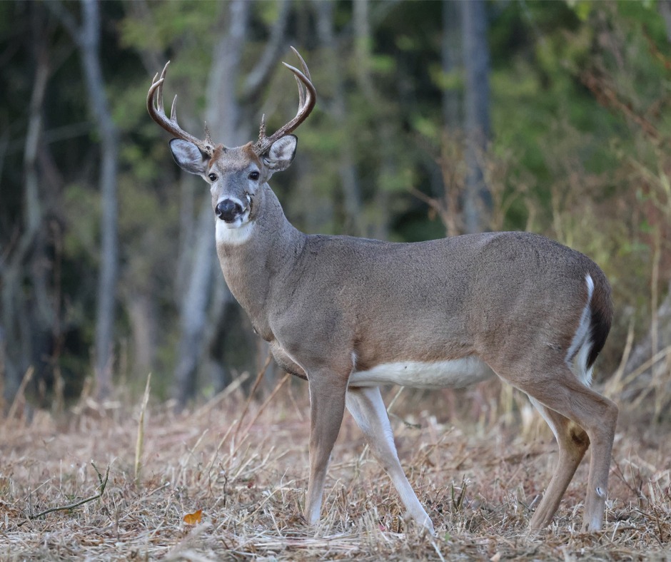 Some states have higher hunting land demand than others, but all have potential. 